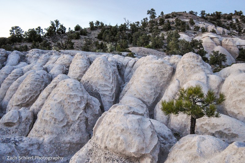 A small pine tree grows in sculpted white rock