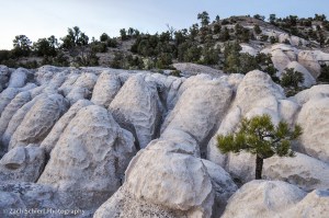 A small pine tree grows in sculpted white rock