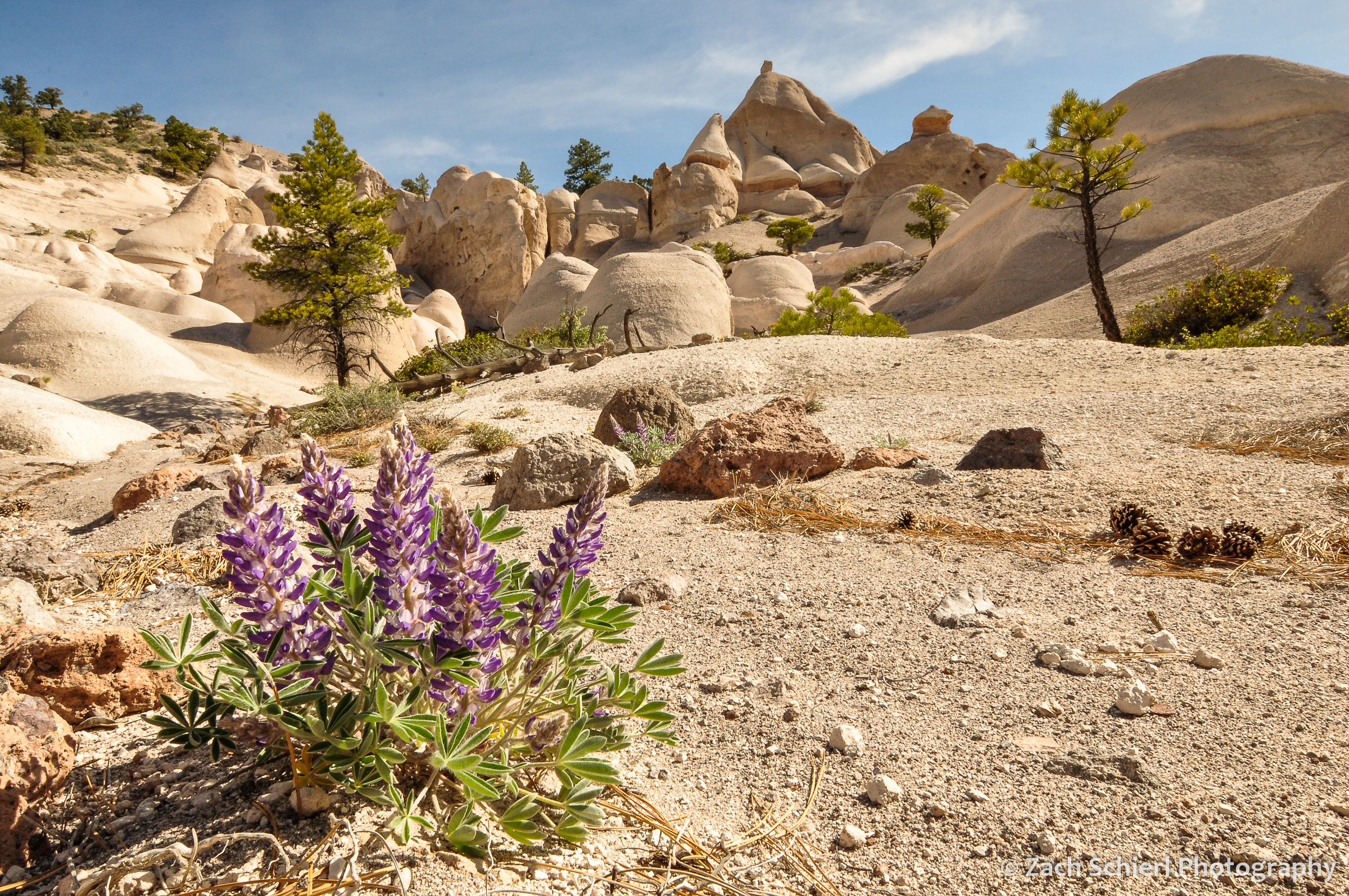 Purple flowers grow in a sandy wash with rock formations in the background
