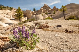 Purple flowers grow in a sandy wash with rock formations in the background