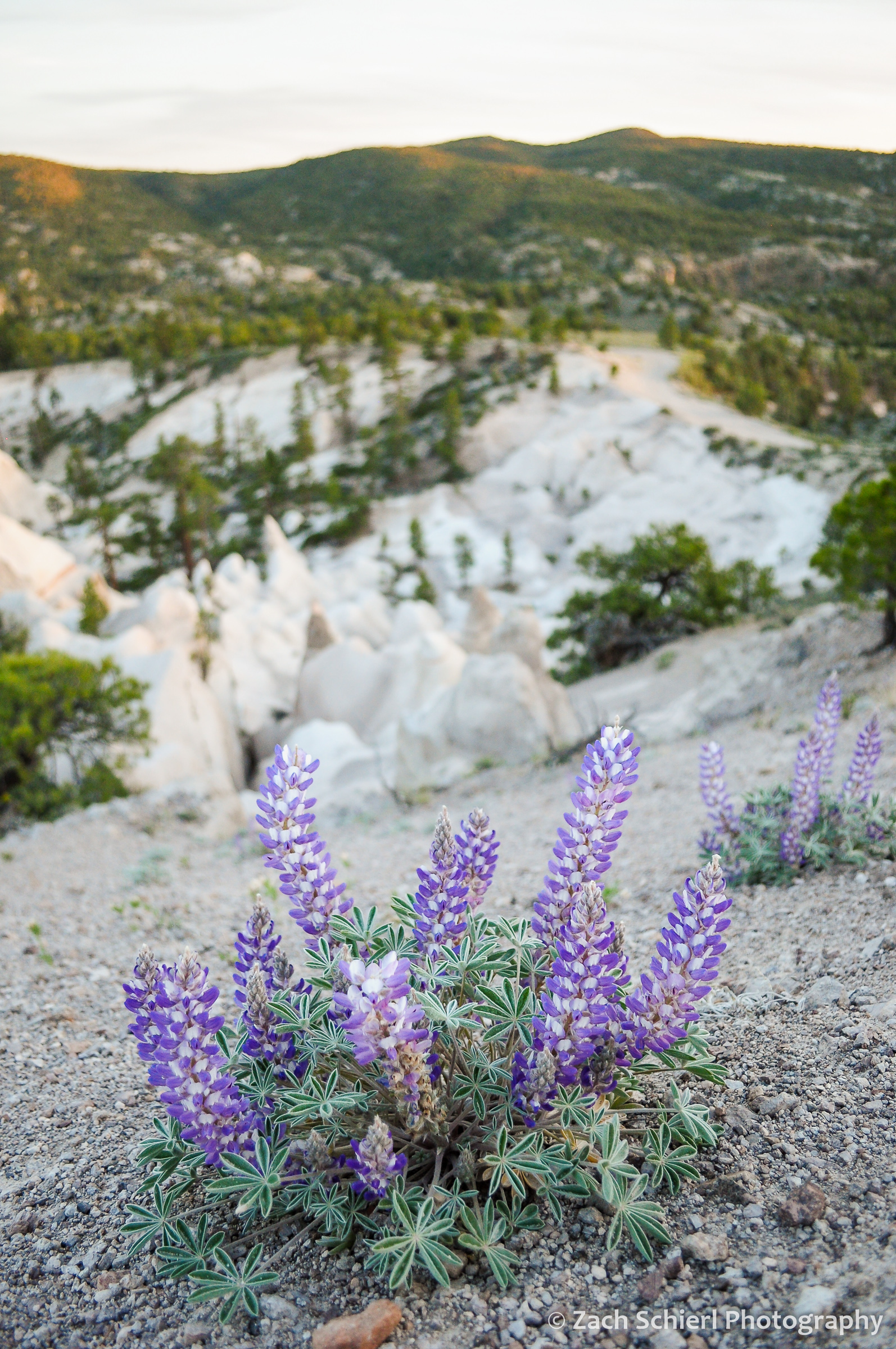 A cluster of purple flowers on a slope