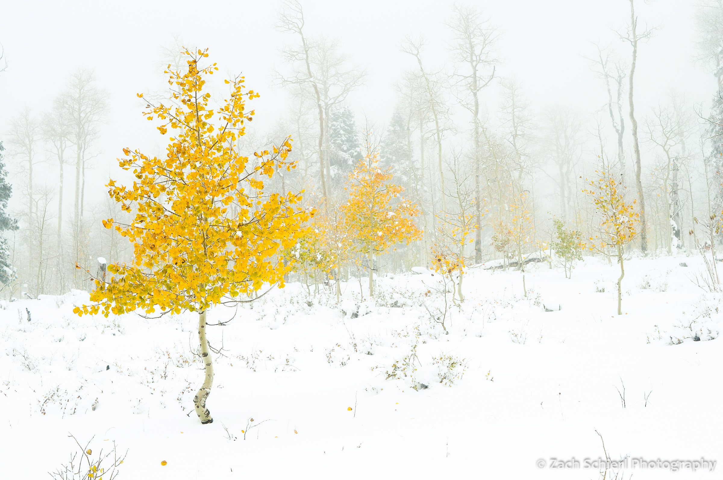 Aspens with golden leaves in fresh snow