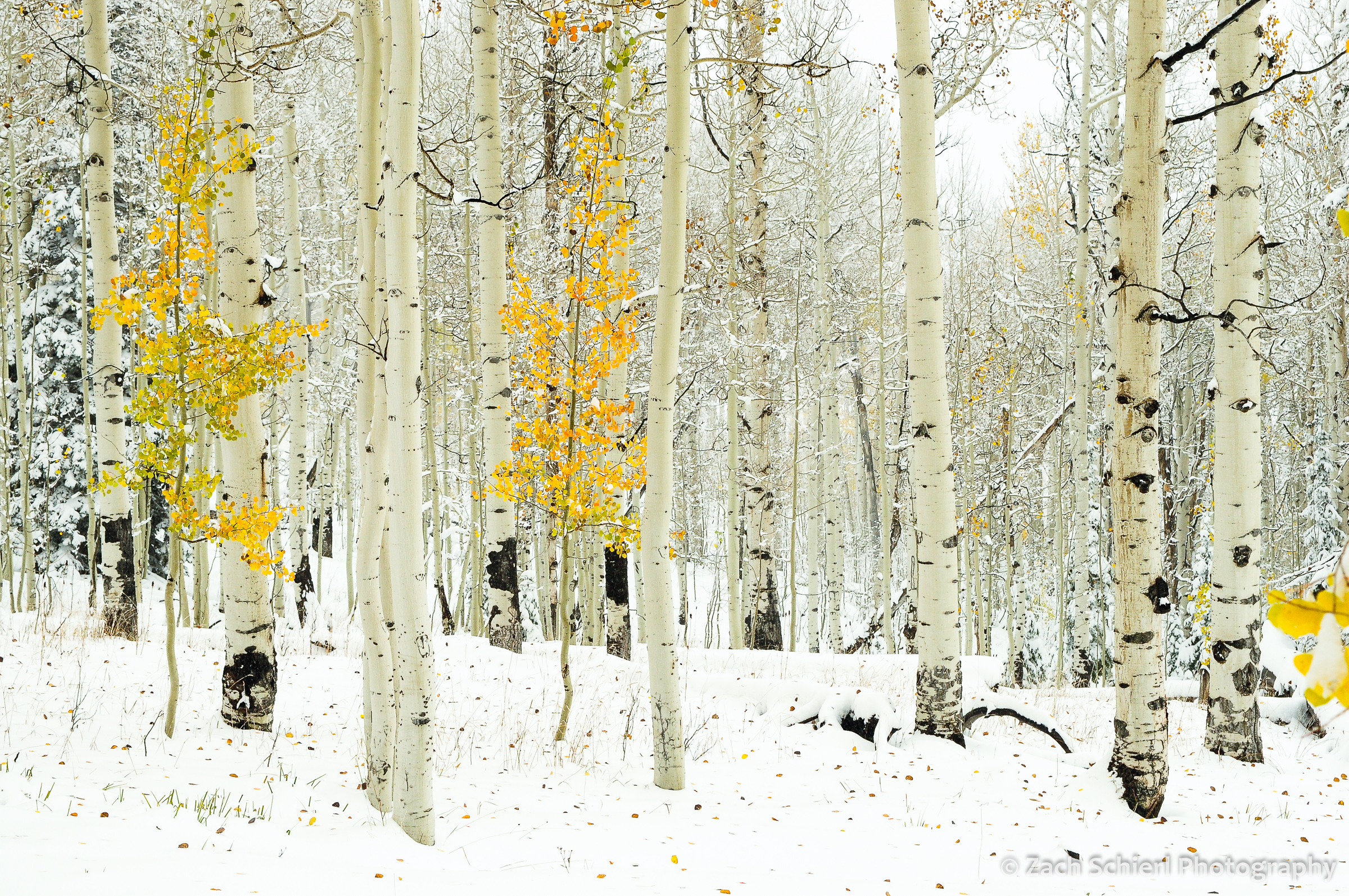Golden aspens in snow