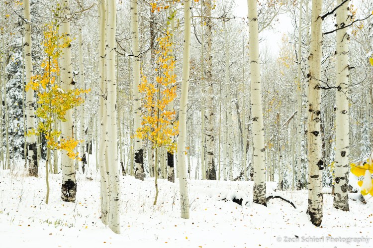 Golden aspens in snow