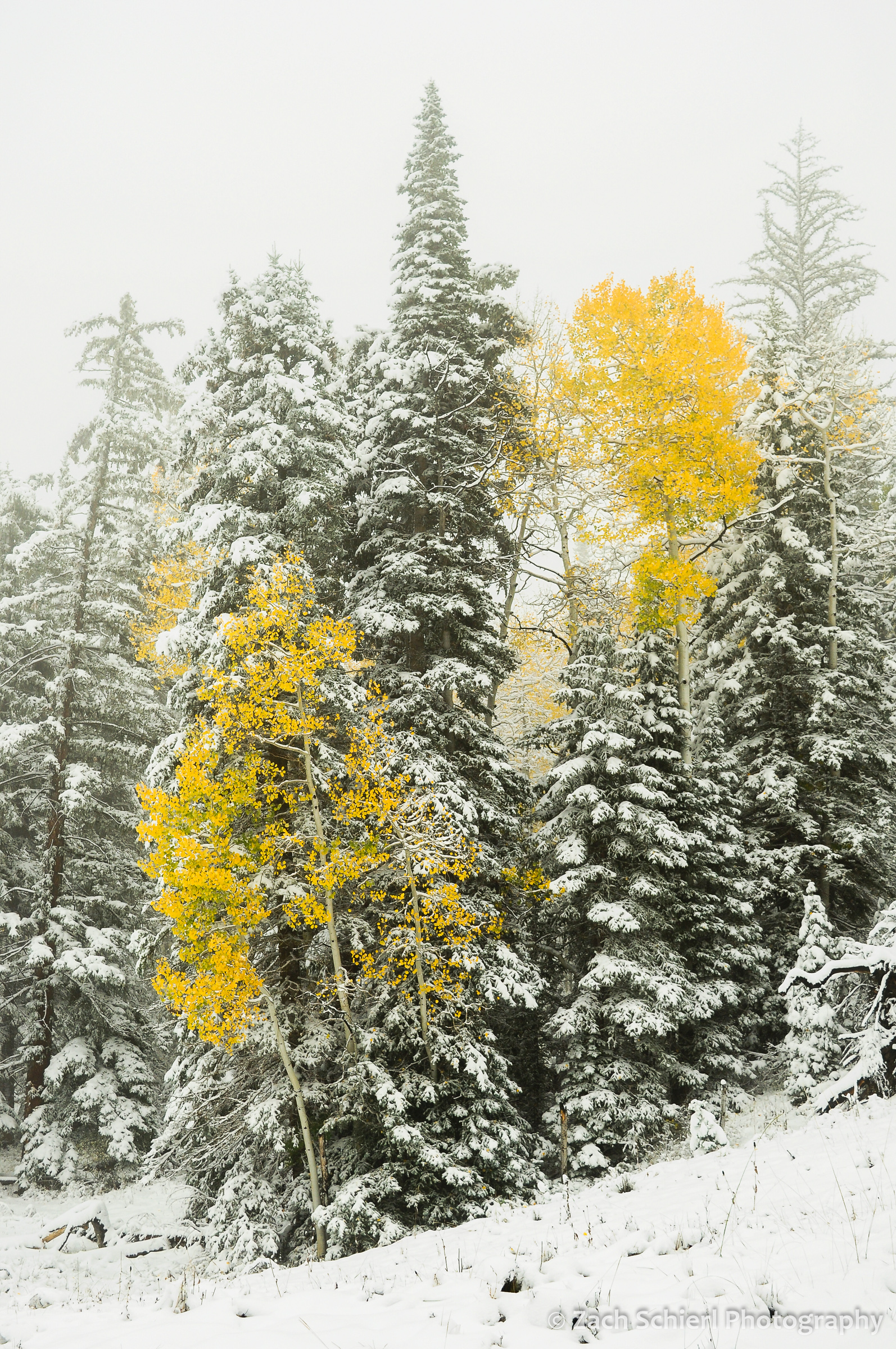 Two yellow aspens trees surrounded by snow covered trees.