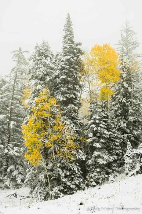Two yellow aspens trees surrounded by snow covered trees.