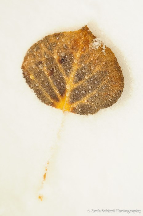 A single orange and brown aspen leaf lying in the snow