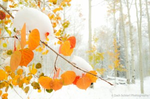 Red and orange aspen leaves in the snow