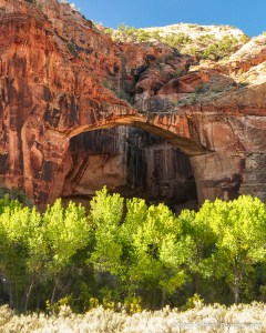 A natural bridge spans a canyon wall above green cottonwood trees. 