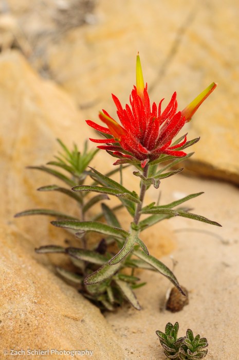 A bright red desert paintbrush flower in the sand
