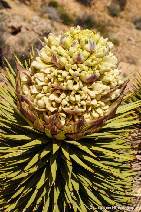 A cluster of white and yellow flowers on the end of a Joshua Tree branchn