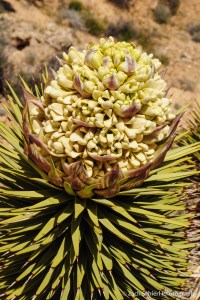 A cluster of white and yellow flowers on the end of a Joshua Tree branchn