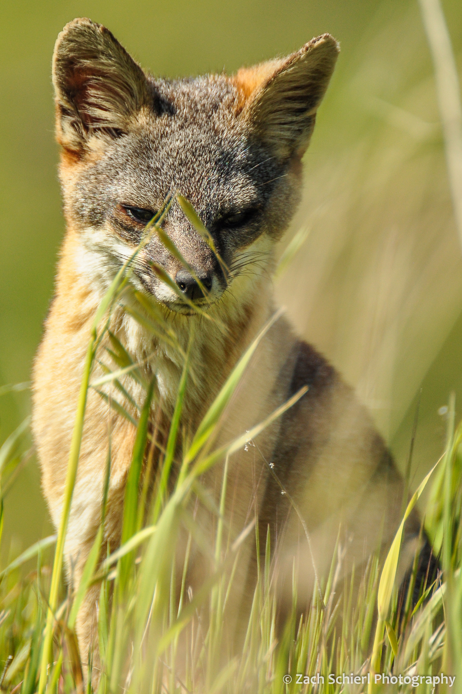 Close-up of a small gray and red fox sitting in the grass