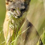 Close-up of a small gray and red fox sitting in the grass