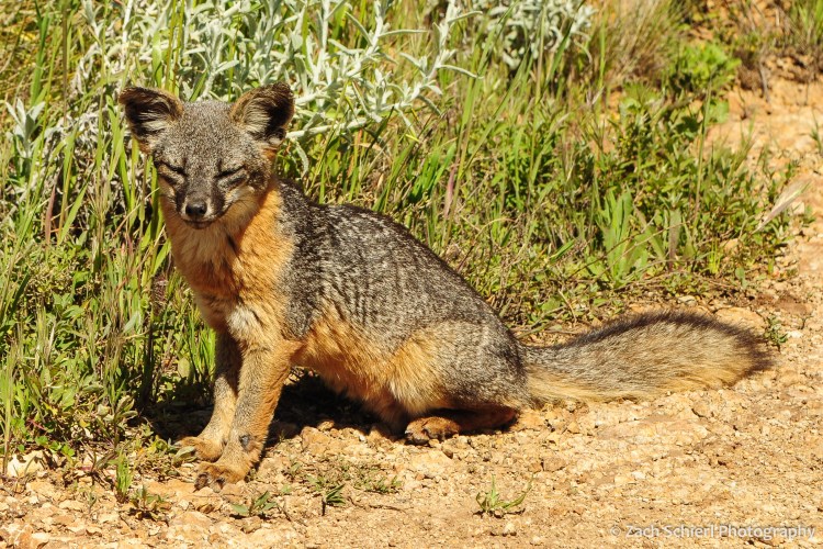 A small gray and red fox sits alongside a dirt path