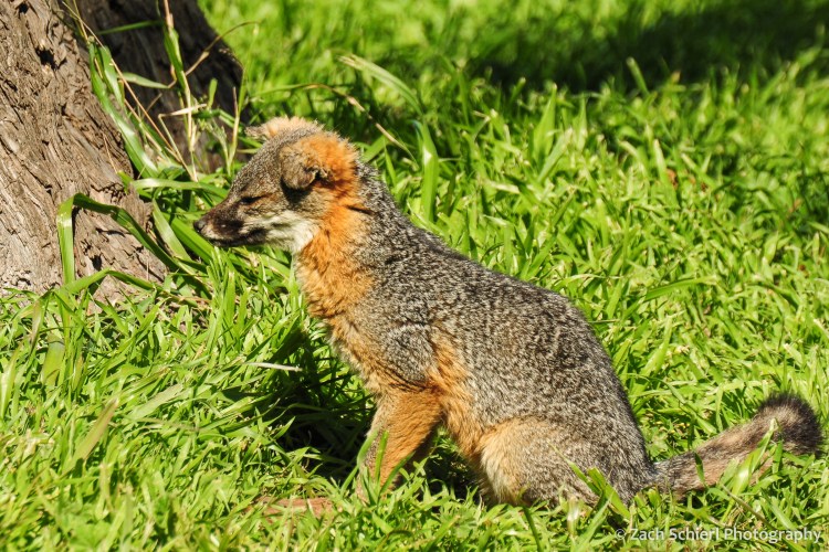 A small fox sits in the grass