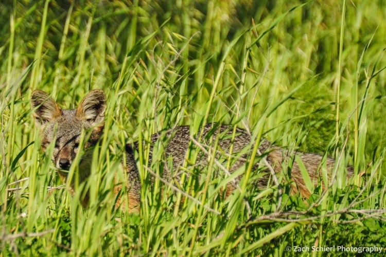 A small fox lies hidden in the grass