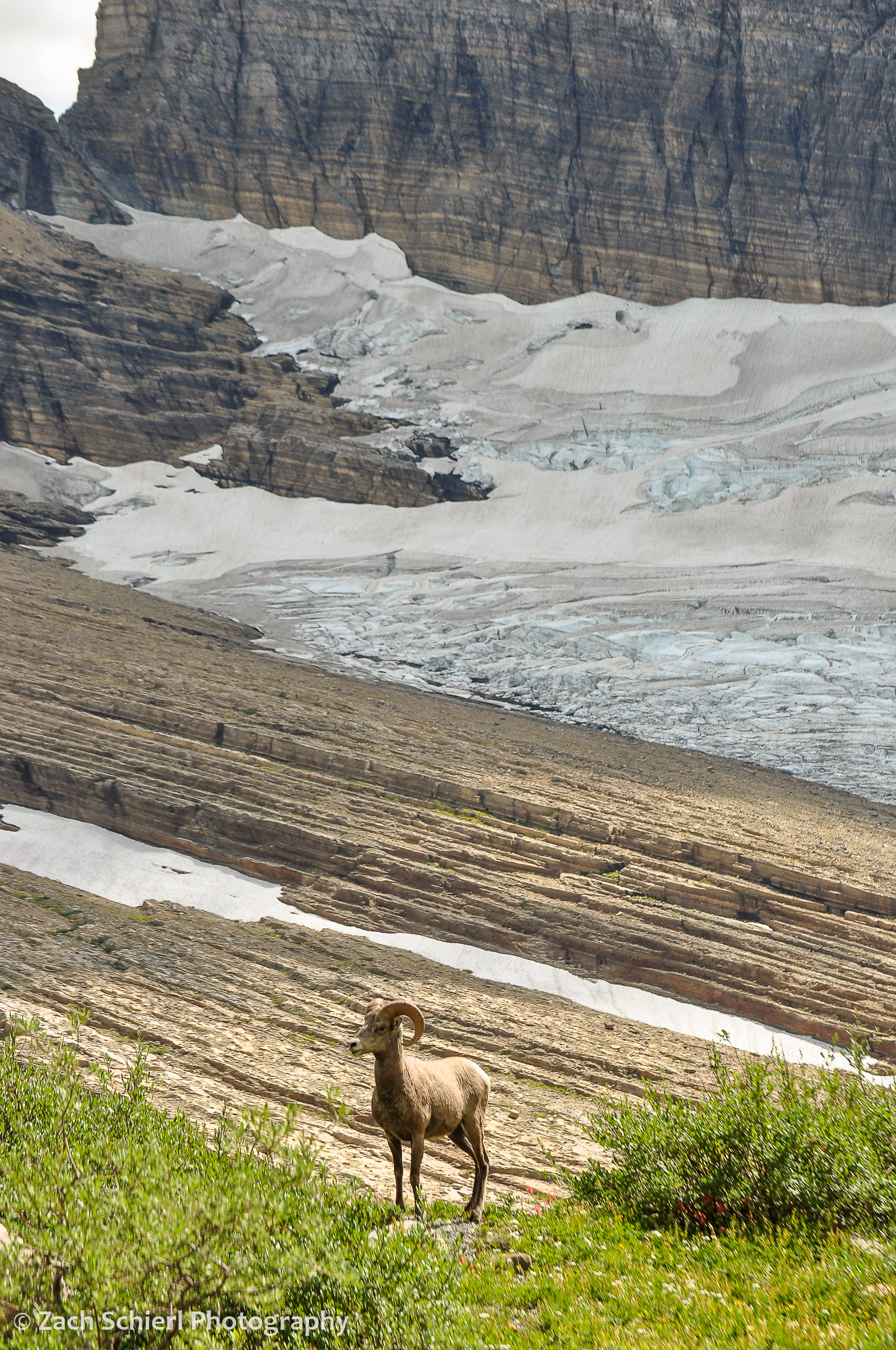 A bighorn sheep stands amongst vegetation with a glacier in the background