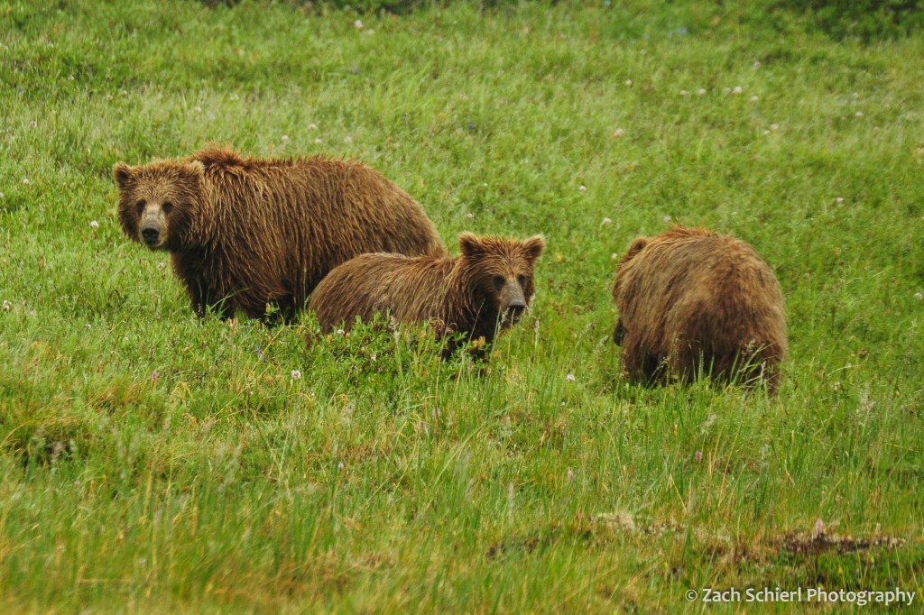 Three grizzly bears amble in a field of green grass