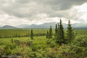 Gray clouds hover over a landscape of scattered trees and shrubs
