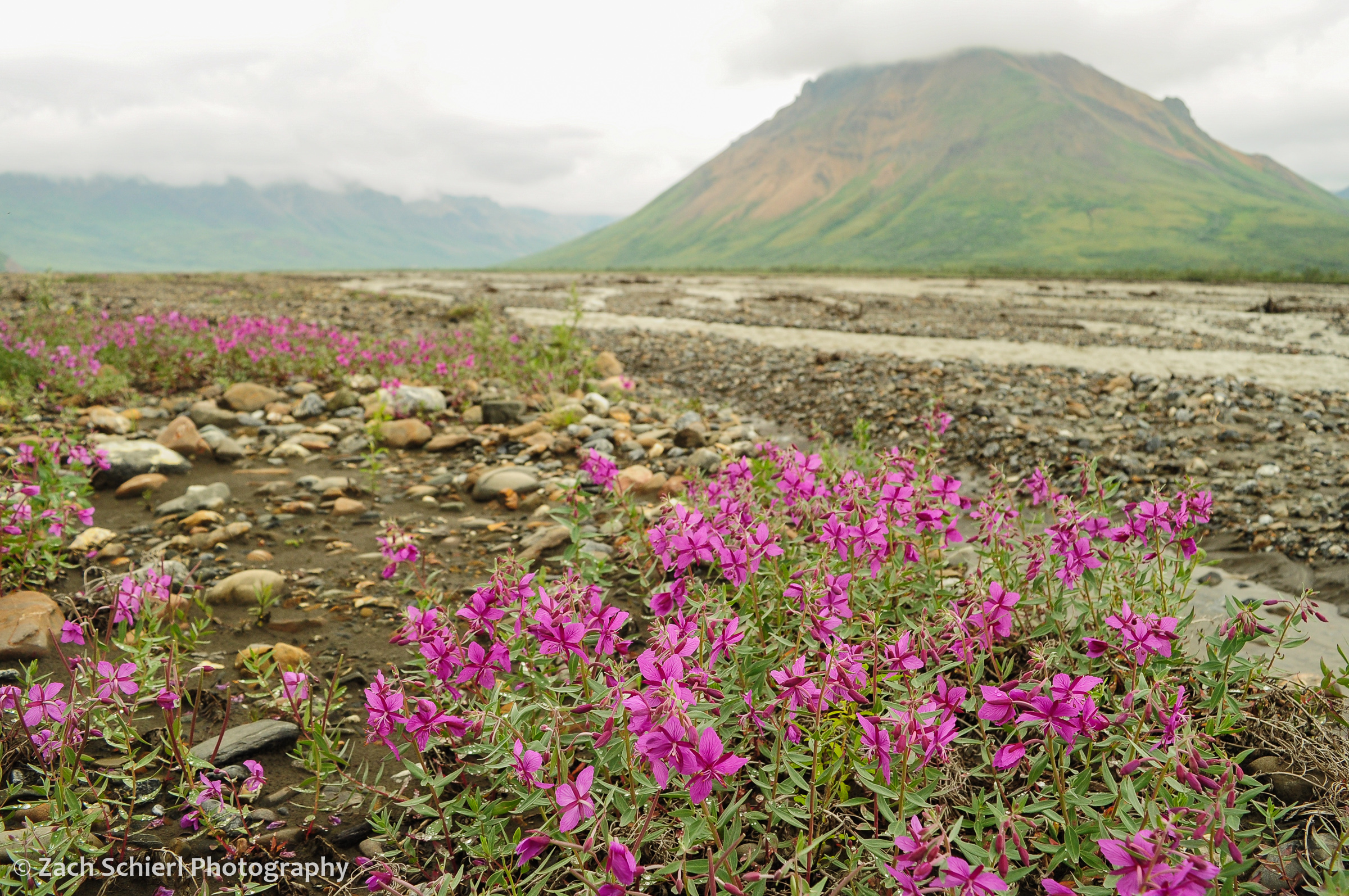 A cluster of bright pink wildflowers growing in a gravel bar along a river