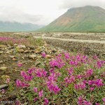 A cluster of bright pink wildflowers growing in a gravel bar along a river