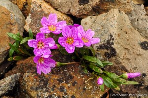 Bright pink wildflowers growing on a rocky slope