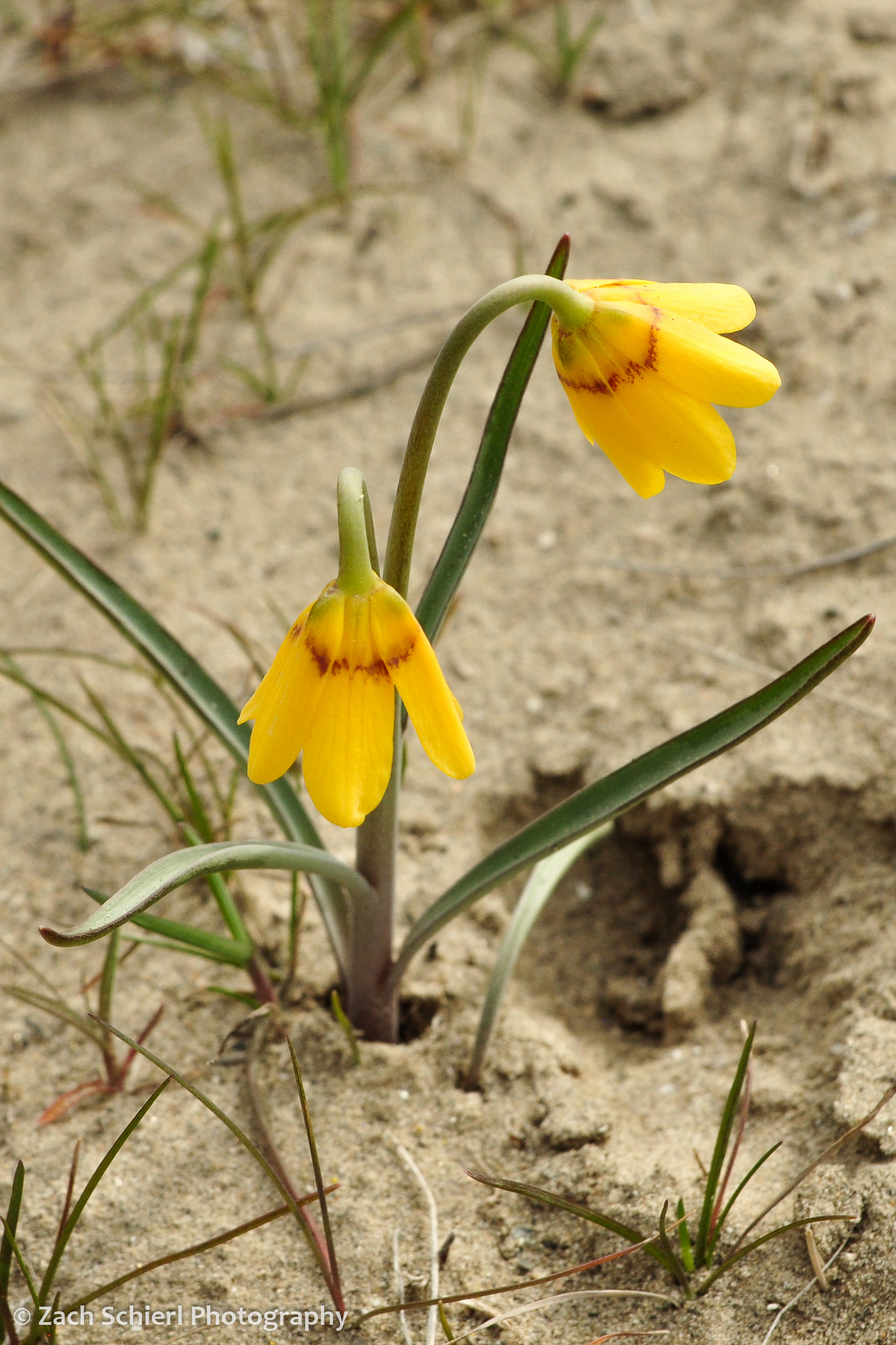 Tiny bell shaped yellow and red flowers poke up out of the sand