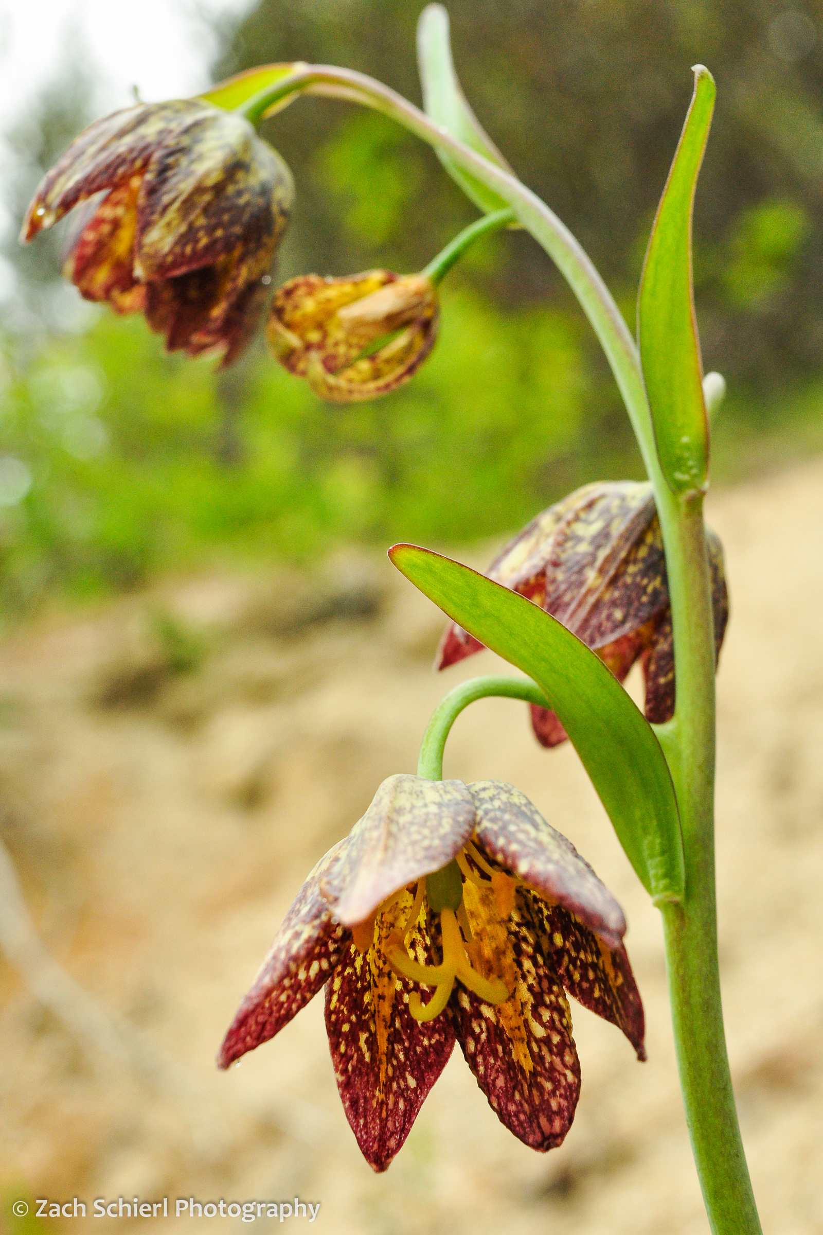 Brown and yellow spotted bell shaped flower on the forest floor