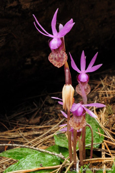 Bright pink uniquely shaped flowers on the forest floor