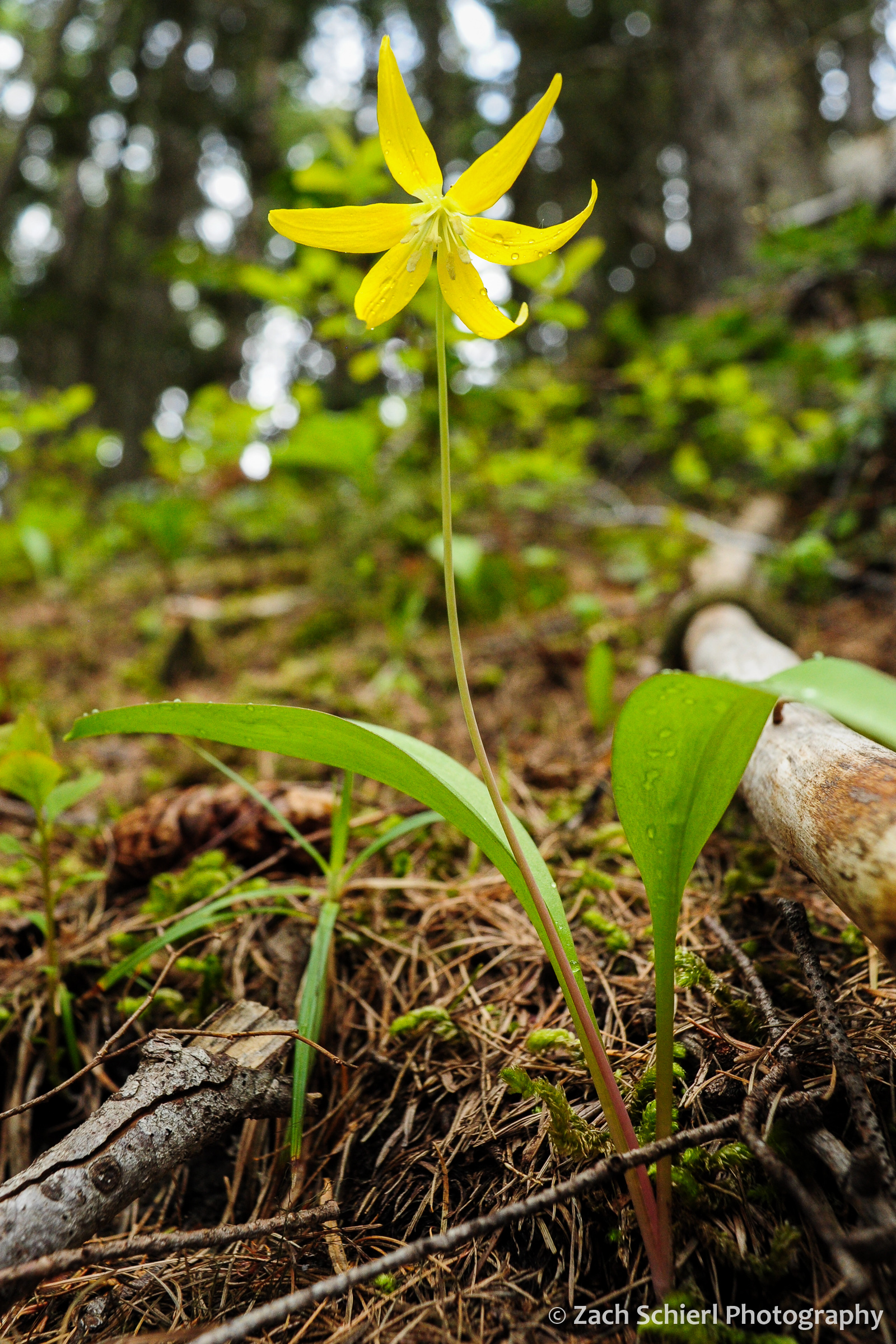 Six petaled yellow flowing hanging downward on the forest floor