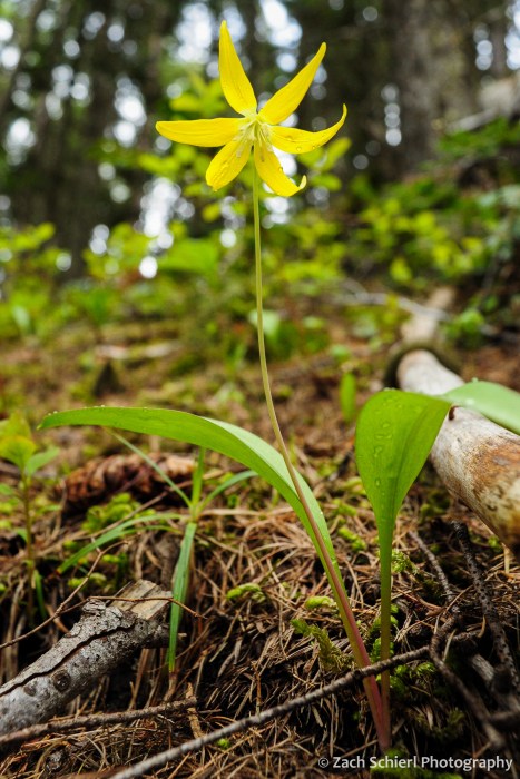 Six petaled yellow flowing hanging downward on the forest floor