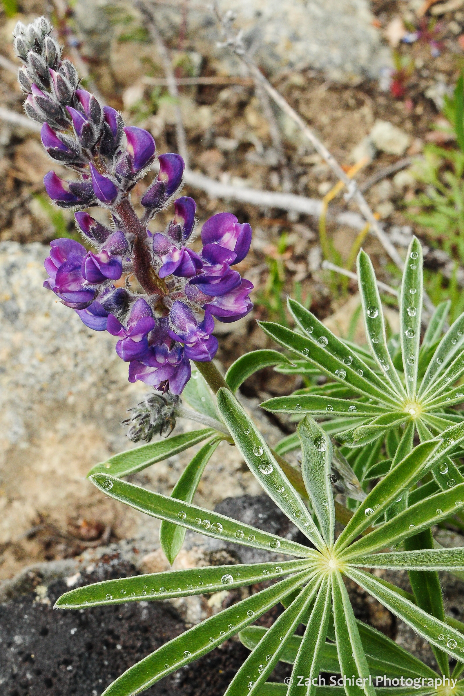 Purple-pea shaped flowers with whorled leaves holding small droplets of water