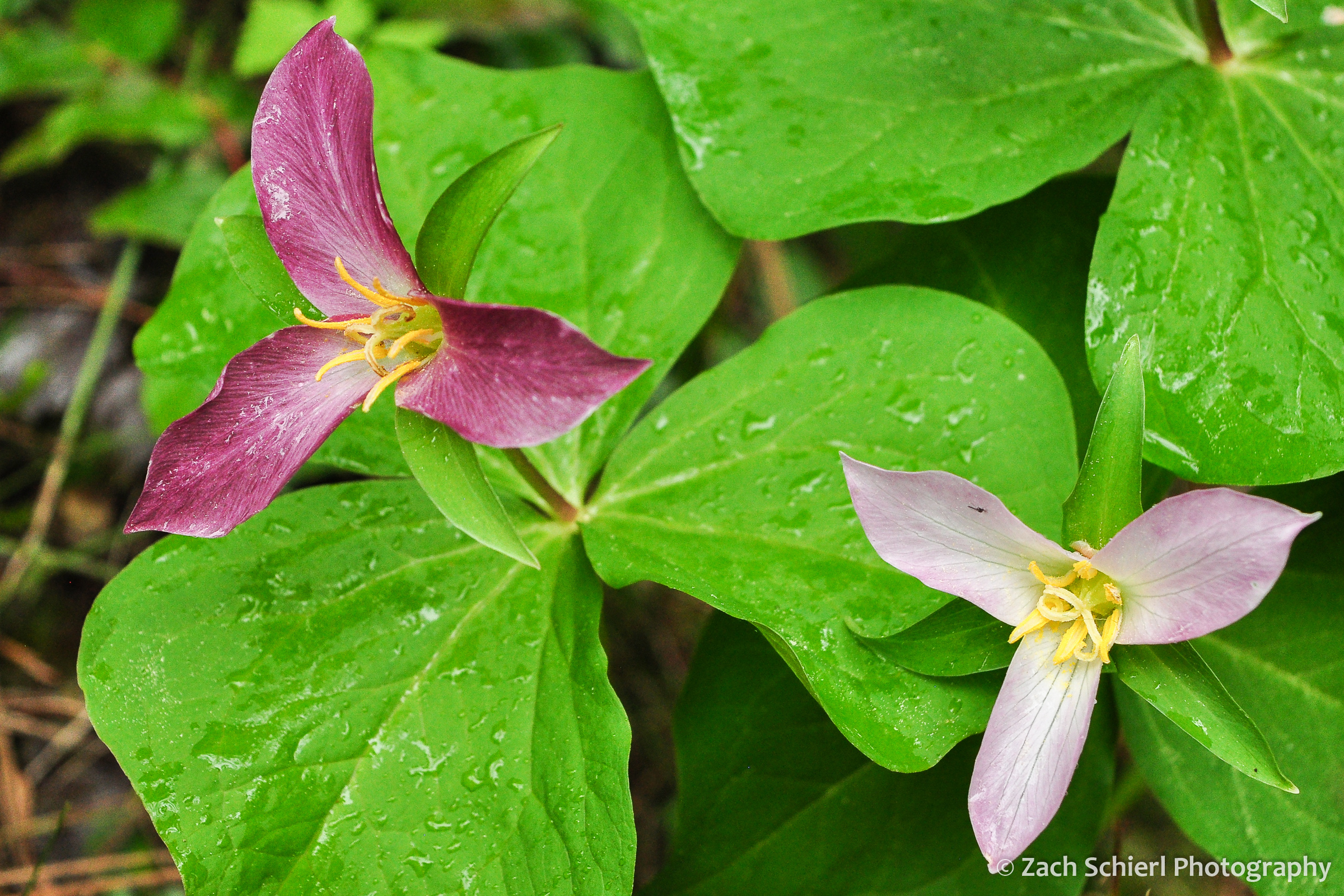 Large three petaled pink flowers with very large leaves
