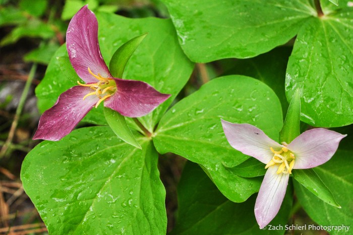 Large three petaled pink flowers with very large leaves