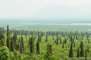 Tree dotted grassy plain with mountains obscured by smoke