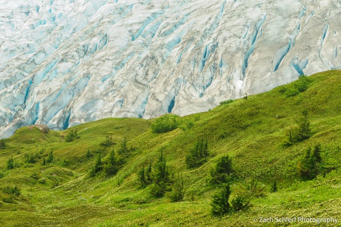 White and blue glacial ice contrasts with lush green carpet of vegetation