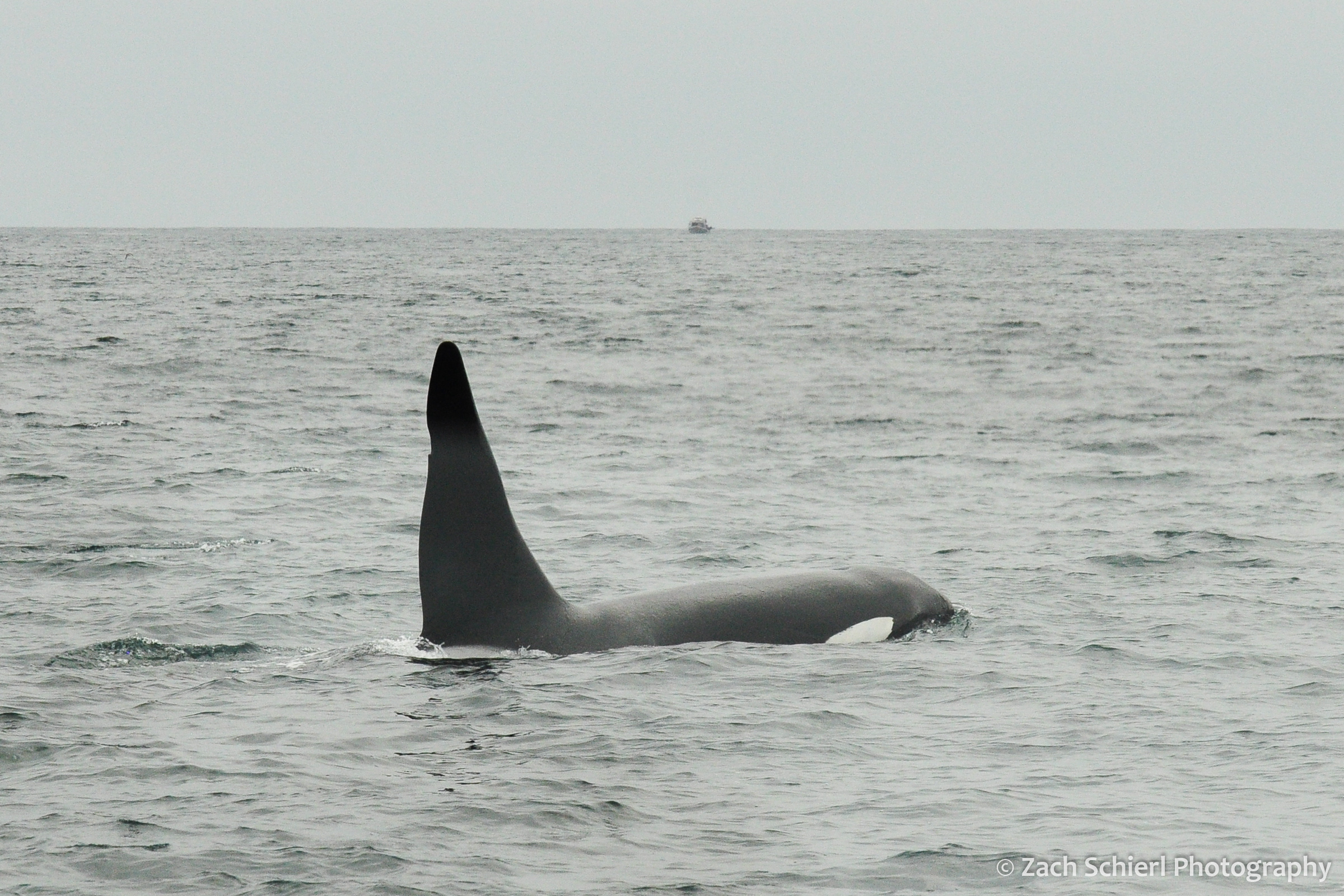The fin and head of a black and white whale is visible just above the water line