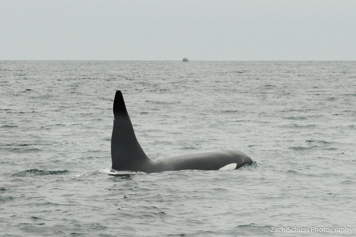The fin and head of a black and white whale is visible just above the water line