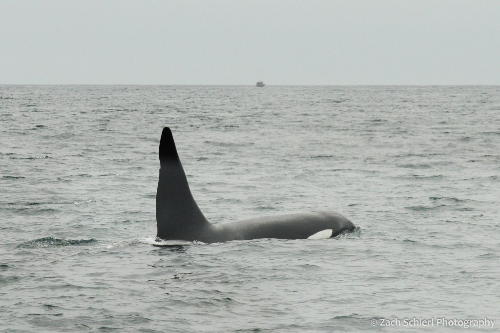 The fin and head of a black and white whale is visible just above the water line