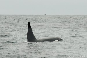 The fin and head of a black and white whale is visible just above the water line
