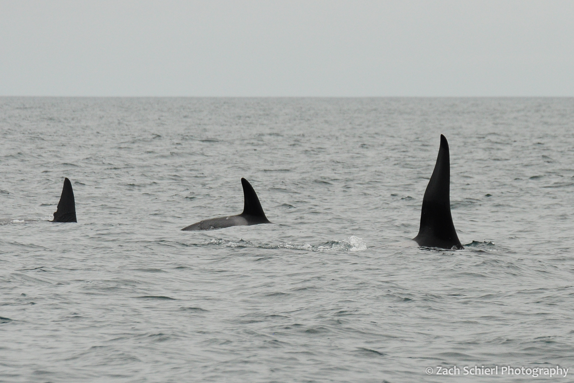 Three black fins just upward from the ocean surface
