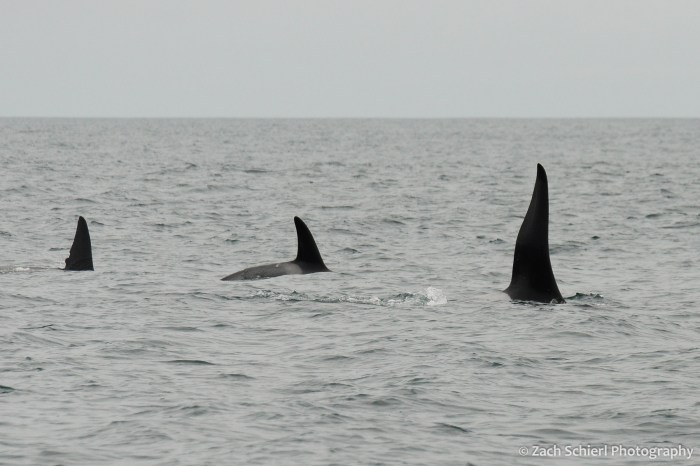 Three black fins just upward from the ocean surface