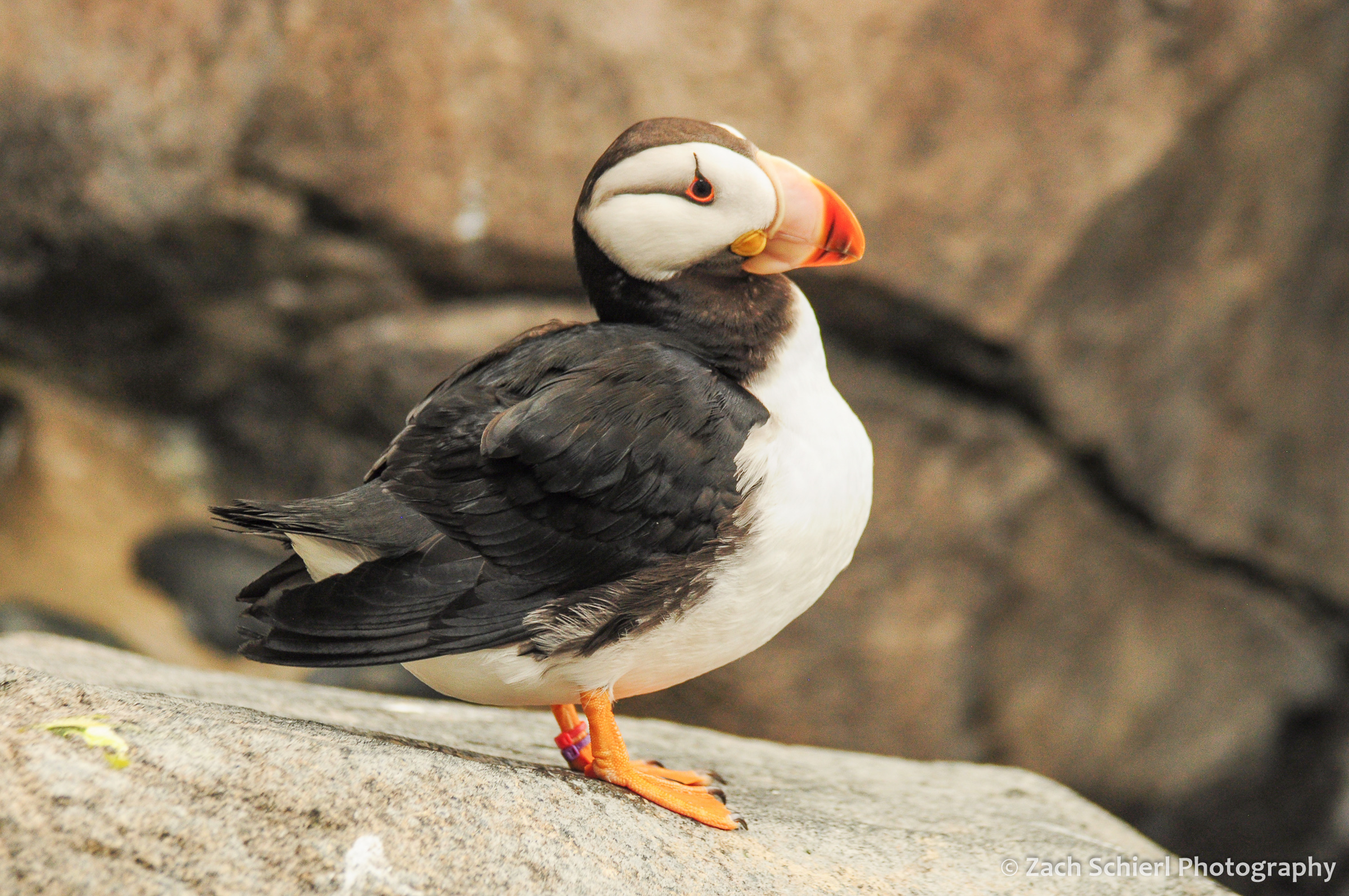 A small black and white bird with orange beak and feet