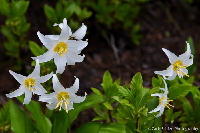 Several five-petaled white flowers with yellow centers and bright green leaves dot the forest floor.