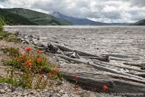 Thousands of logs float on the surface of a high mountain lake