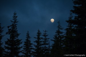 A nearly full moon rises over a forest of trees