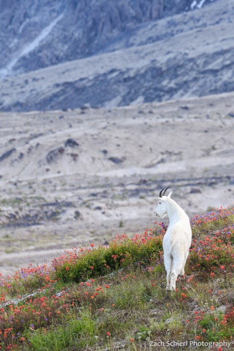 A white mountain goat looks out over the lower slopes of a volcanic peak
