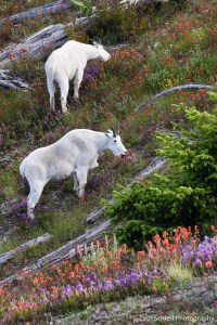 Two mountain goats graze a field of bright purple and red flowers