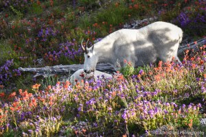 A mountain goat grazes a field of bright purple and red flowers